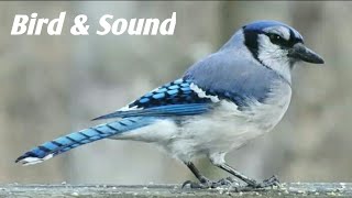 Wild Animals Video and Wild life -beautiful blue jay bird explanation from north america and canada