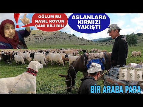 NİNEM BABAMA KIZDI ! BEYAZ ASLANLARA KIRMIZI YAKIŞTI~YÜNLERDEN KÖŞEYİ DÖNDÜK