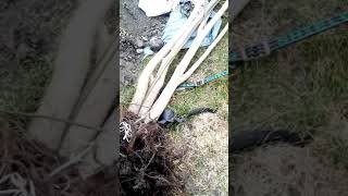 Як правильно посадити інжир: частина перша