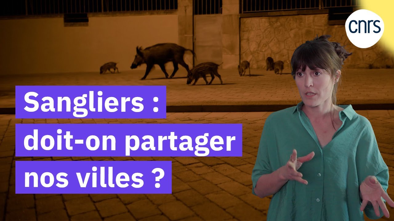 Quand les sangliers arrivent en ville I Reportage CNRS