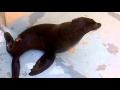 A otária (familia das focas, leões marinhos etc)