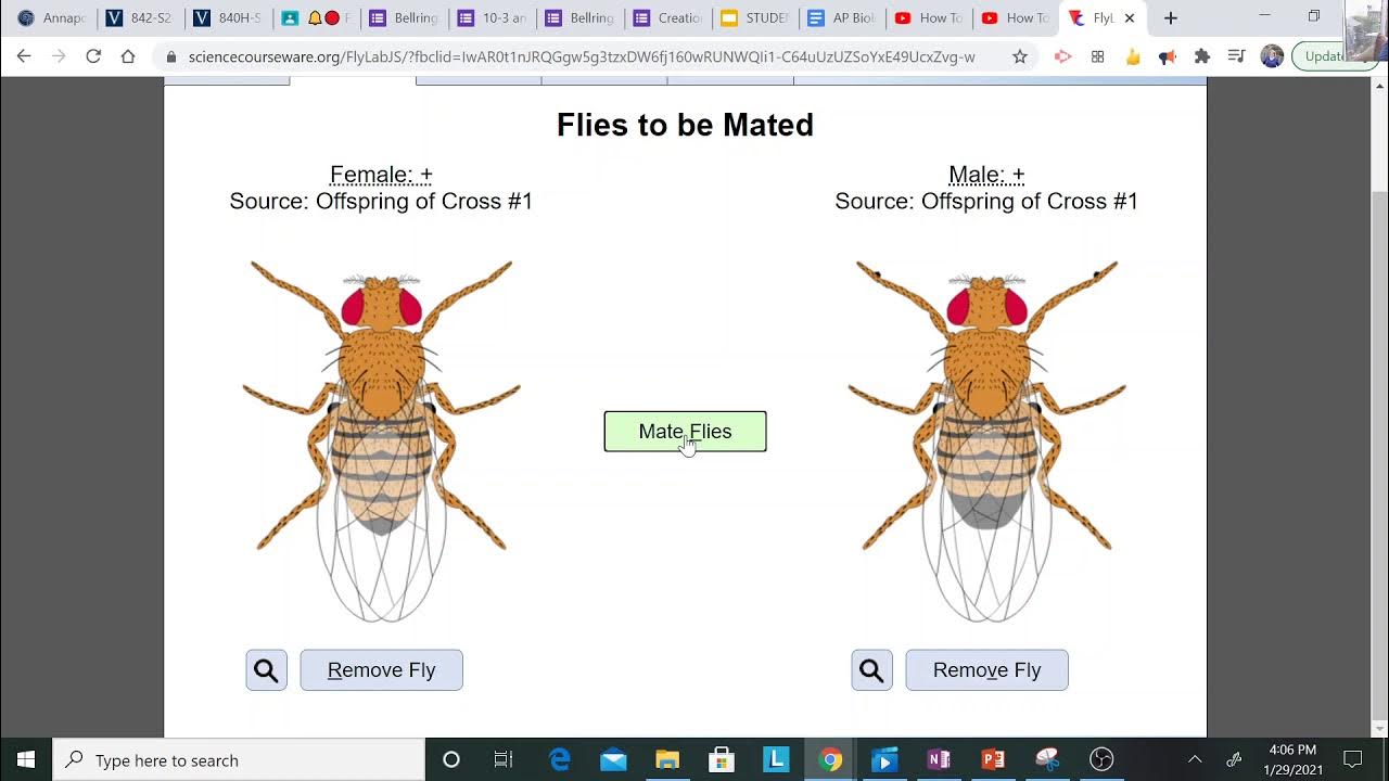 fruit fly lab YouTube