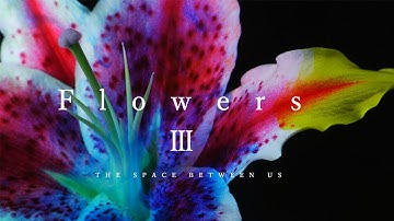 Flowers  part3  Shooting  Macro video 4k