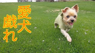 愛犬と久々に戯れる。ヨークシャテリアと公園おさんぽ