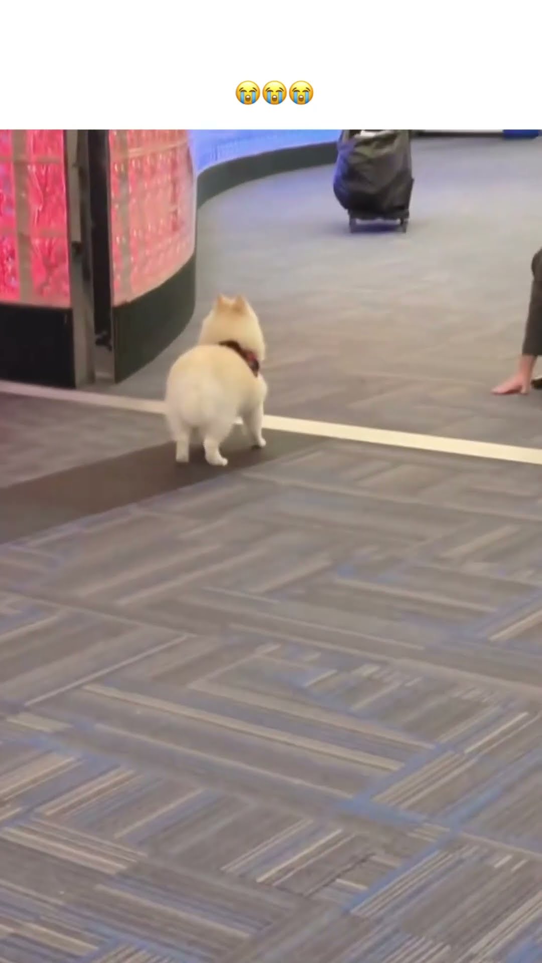 Someone is missing they white service animal