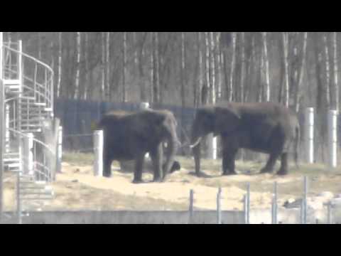 Video: Voroneži Loomaaias Sündisid Mustad Porcupinid Taas Valged Pojad - Alternatiivvaade