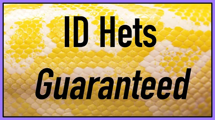 Identify Hets in Ball Pythons - Lavender Albino, U...