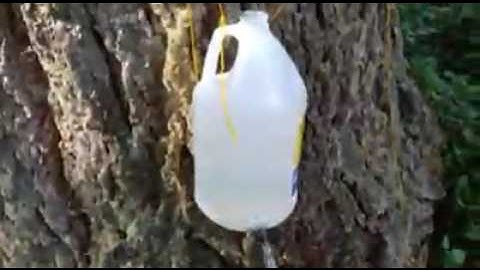 Using a water level for a treehouse between two trees