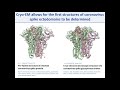 Daniel Wrapp - Structural insights into SARS-CoV-2 S and implications for therapeutic development