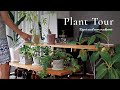 観葉植物に囲まれて / 新しい鉢と植え替え / Plant Tour Vlog Japan
