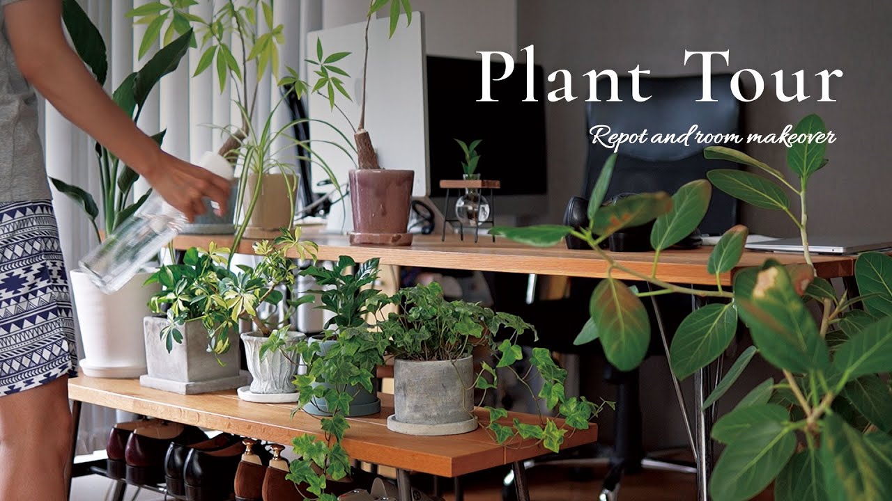 Жизнь с комнатными растениями / Новые горшки и пересадка / Видеотур по растениям в Японии