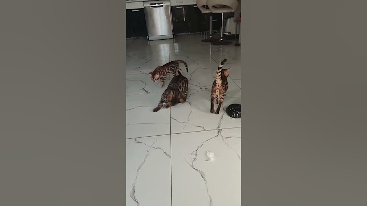 #cat #catlover #diamondcat #cutecat #kitten #cute #pets #kitty #funny