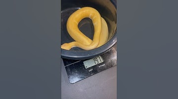 Albino pinstripes het pied #shortsvideo #washington #animal #ballpython #snake #reptile #albino