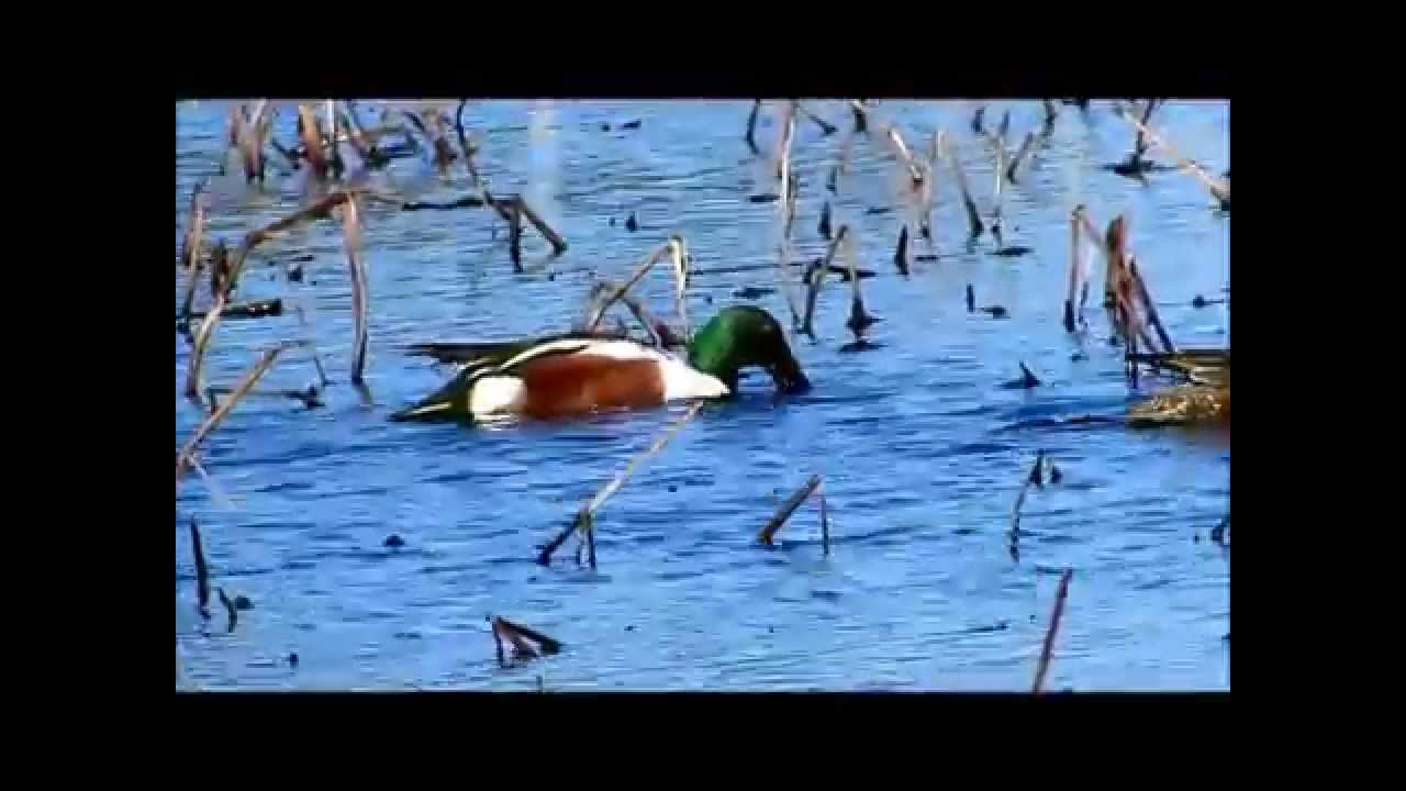 Northern Shoveler Pair & American Coots Savannah National Wildlife