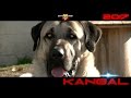 Kangal