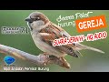 Suara Pikat Burung Gereja Kualitas Audio Hq Bening Dan Jernih Bikin Burung Emosi Mp3 - Mp4 Download