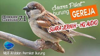 Suara Pikat Burung Gereja Kualitas Audio HQ Bening dan Jernih | Bikin Burung Emosi