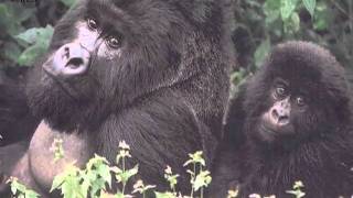 il Gorilla di Fabrizio De'Andrè