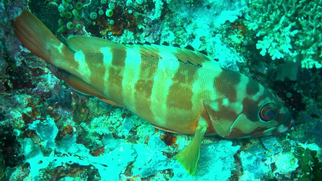 Southern Leyte - Diving & More