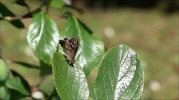 Butterfly in flight - Slow Motion  HD 1000 FPS