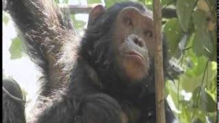 Chimpanzees at Serengeti National Park  Part 4