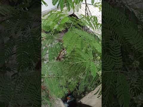 العمى عمى القلب مع بطه امثال وحكايات