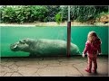 Hippopotamus in Prague Zoo - Бегемот в Пражском зоопарке