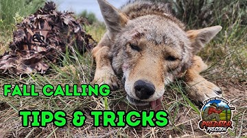 Coyote Hunting - Calling Coyotes in the Fall