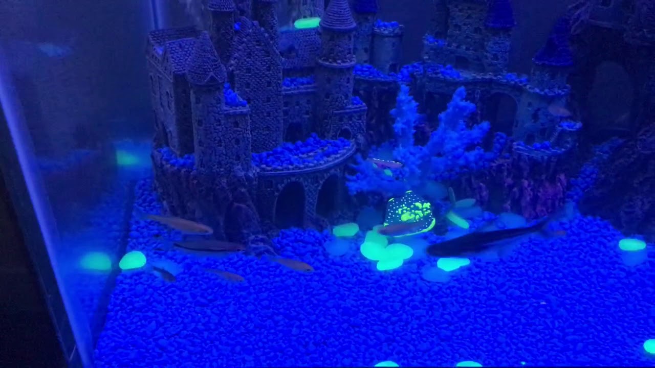Glow aquarium YouTube