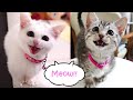 お腹空いた子猫のにゃーにゃー鳴き声対決！マンチカンvsジェネッタ 　Lum vs Luna The kittens meowing battle!
