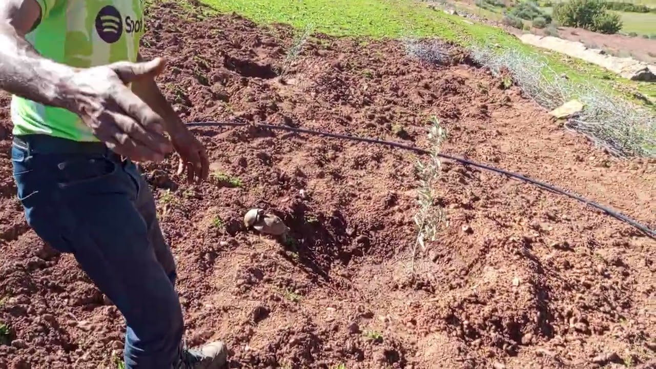 فاتك الغرس قبل مارس: خويا التقني وجد الماء هو الاول من بعد السياج عاد الغريس.