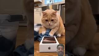 Laborious cat 😆😅😺 Laborious cat 😆😅😺