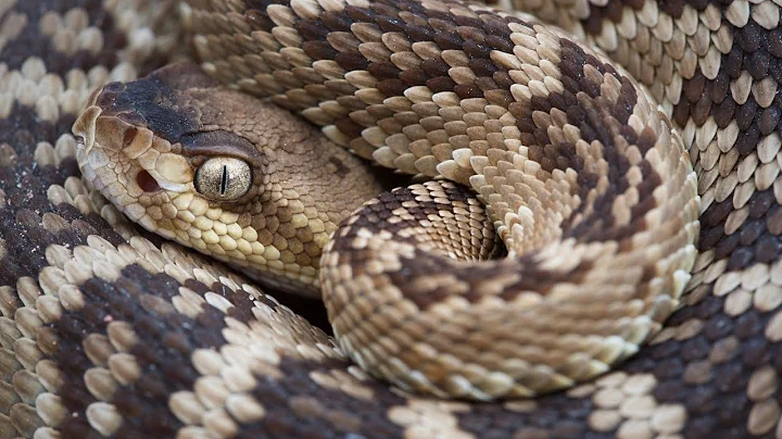 The Desert of Rattlesnakes - 2nd teaser from Living Zoology film studio!