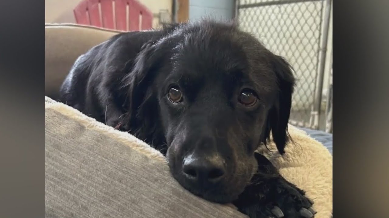 Dog found tied to tree gets second chance at life - YouTube