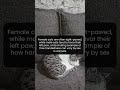 Cats May Show Sex Based Paw Preference in a Surprising Way