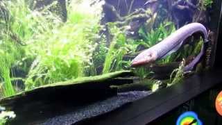 Electric Eel, Part 1, "Intro" - November 10, 2012
