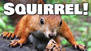 Keep Squirrels Out of Your Garden - Tips & Tricks