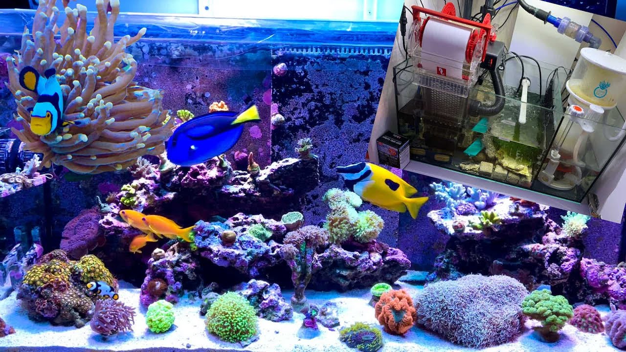 Reef　Mat500 RED SEA REEFMAT 500 - The Hidden Reef, Inc