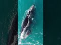 背美鯨/セミクジラ🐳子供がまだ小さくて可愛いですね。。
