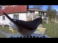 Daily Birdwatching - Netvue Birdfy Birdfeeder Cam - December 22, 2023