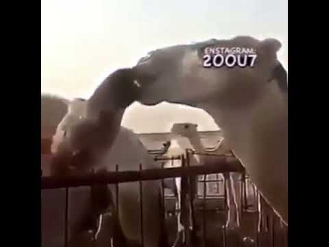 الناقه تشفشف وانا لسه😴💔