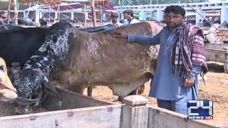 24 Report: Decoration in peshawar cattle markets for Eid ul Azha