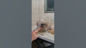 Trimming a dogs face with scissors demonstration, Shih-Tzu, dog grooming, no restraints