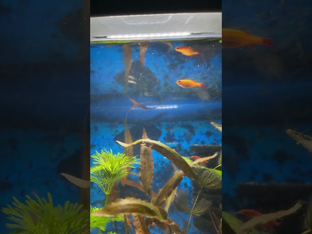 New born baby fish #trending #aquascape #fishtank #asmr