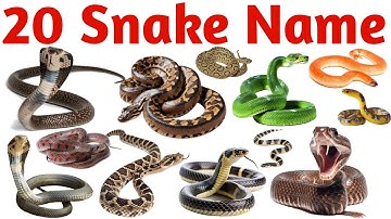 Learn 20 Snake Names for Kids English Vocabulary Preschool Learning