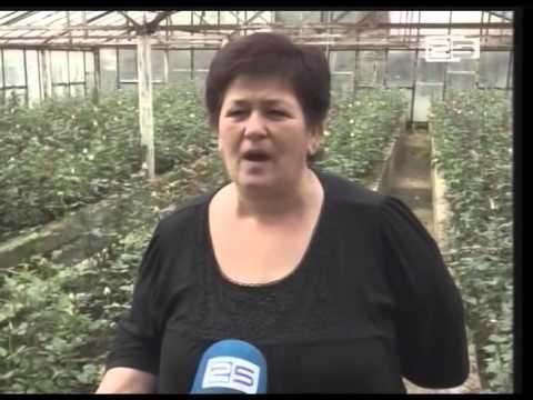 მომრავლებული მავნებლები და უძლური ფერმები