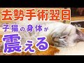 去勢手術翌日の夜。元気もなく身体が震える子猫