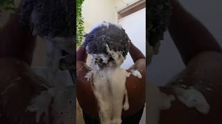 Maintenence day on budget | Natural hair | Personal Care#maintenance #hairday