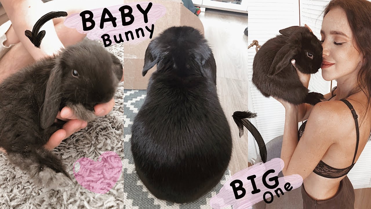 САМАЯ ПУШИСТАЯ НЕЖНОСТЬ 💖 МОЙ КРОЛИК 🐰 ВСЕ ОБ УХОДЕ, ОБУЧЕНИИ, ПОВЕДЕНИИ ❤️ МОЙ МАЛЫШ