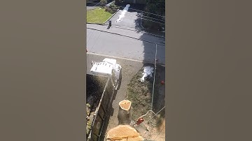 What Went Wrong? Arborist Mistakes #shorts